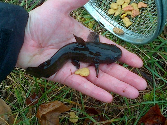 RookeAC's tweet photo. Brown bullhead in a minnow trap! #fieldwork #ptob canal #trentu https://t.co/I8SXF9My2U