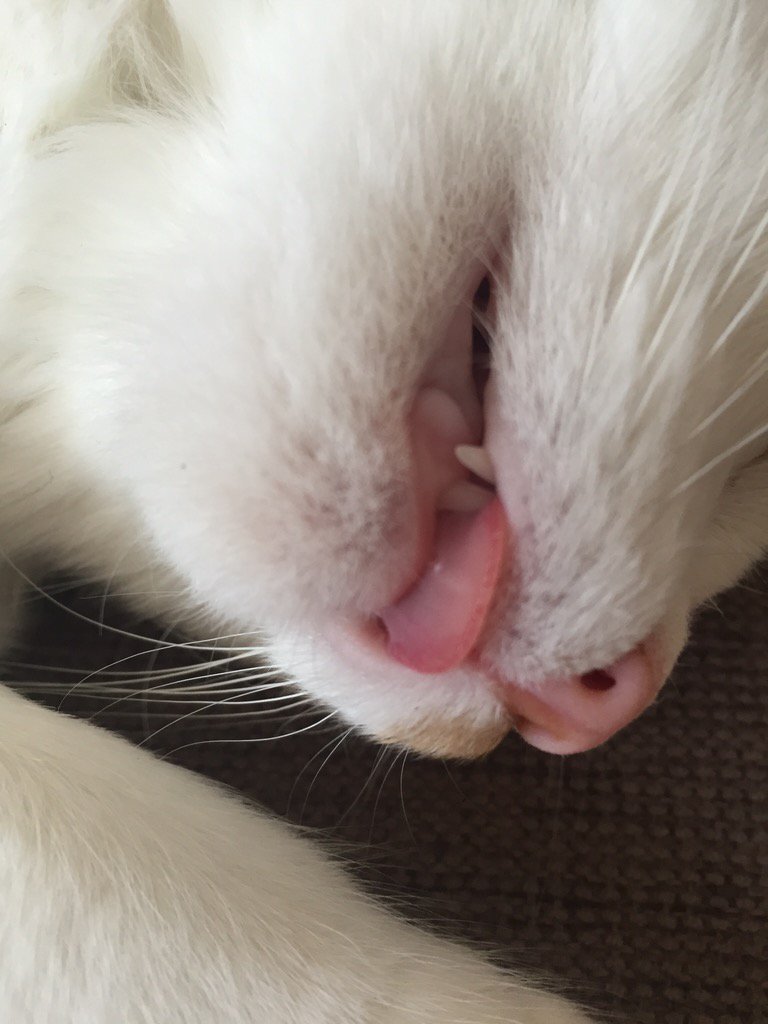 bucatica's tweet photo. Here's a closeup of my tongue ! Purssfectly pink! https://t.co/77uvA8qCya