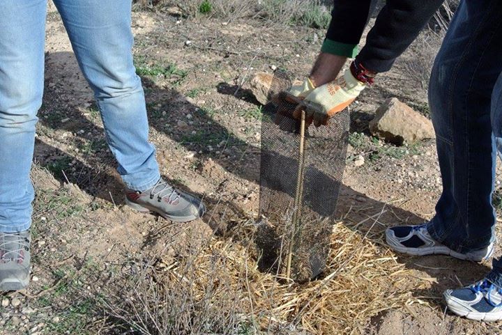 WWFAlicante's tweet photo. ¡Gracias a todos/as los que nos habéis acompañado en la #PlantacionEnRed ! Pronto publicaremos las fotos en Facebook https://t.co/roNgWvW7r0