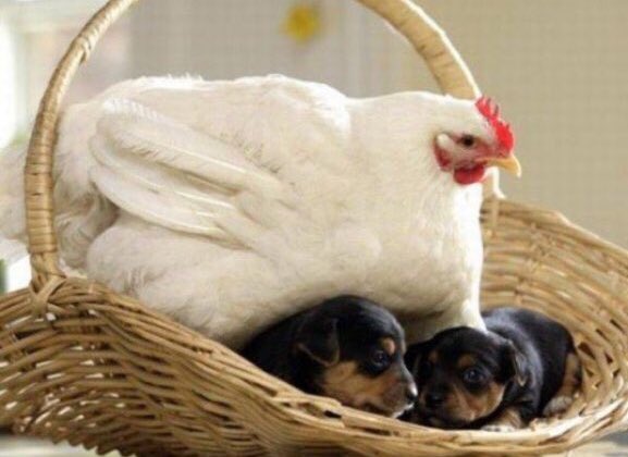 Here is a mother dog caring for her pups. Snazzy red mohawk. Doesn't wag tail. Pups look confused. Overall 4/10