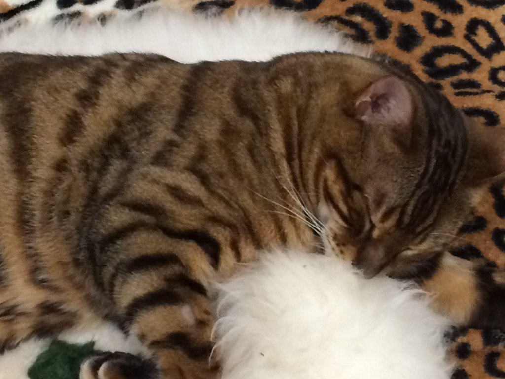 hilton_jill's tweet photo. Put another log on the fire Mummy #contentedkitty #dozyBengal https://t.co/8c9rs5vMYL