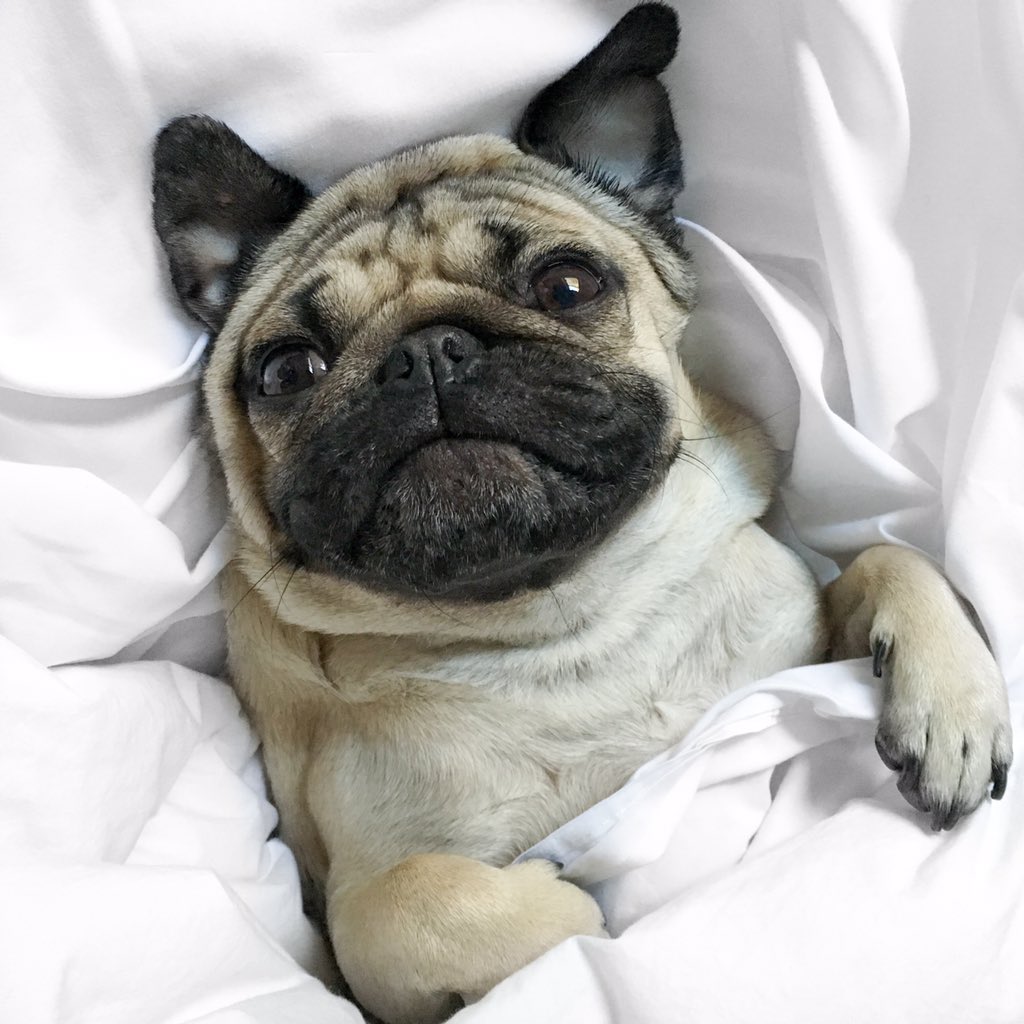 itsdougthepug tweet picture