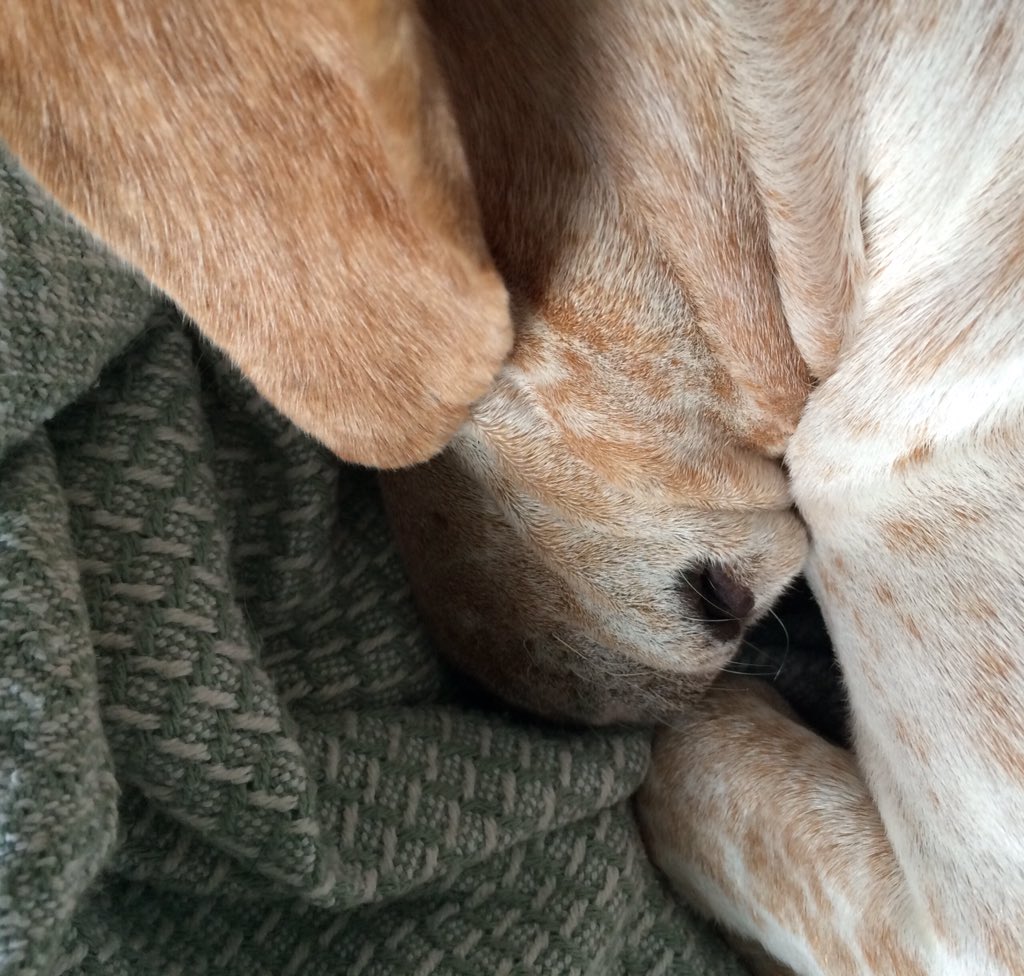 LordSpotter's tweet photo. I am Disco. King of alllll the blankets. My slumber https://t.co/DIMqKhc82i