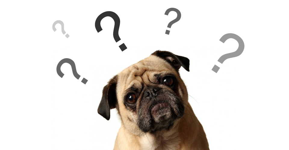 Accordion617's tweet image. Who&apos;s a good boy? WHO&apos;S A GOOD BOY? WHO&apos;S A GOOOOOOD BOYYYYYY? #RejectedResearchProjects