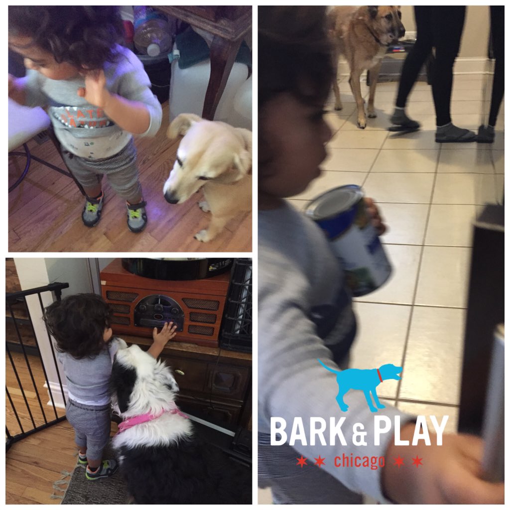barkandplaychi's tweet photo. https://t.co/WcMcqWh6Qu