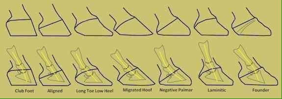 rivendalephysio's tweet photo. Are your horses feet aligned?? https://t.co/oYHbPk7KPH