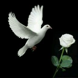 Dengarkan cover "Merpati Putih" ini melalui #Smule: smule.com/p/385043937_21… #SingKaraoke