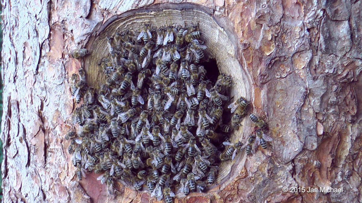 NaturalBeeTrust's tweet image. Bees need warmth to keep healthy youtu.be/R8z3nBQNLL4. The walls of such hives are very thick #treebeekeeping