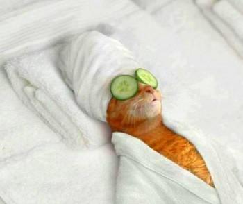 L'opération est terminée ! #reposduguerrier #BrusselsLockdown