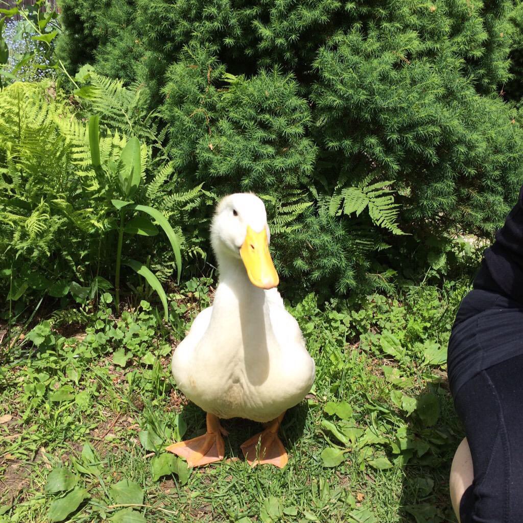 HighRubberDuck's tweet photo. https://t.co/FFZQY4iEyV