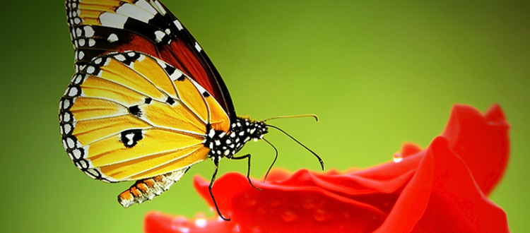 ThinkWISH's tweet photo. Restore Monarch Butterfly Habitat in North America. https://t.co/YwpOW9w564 https://t.co/FimeQPcP41