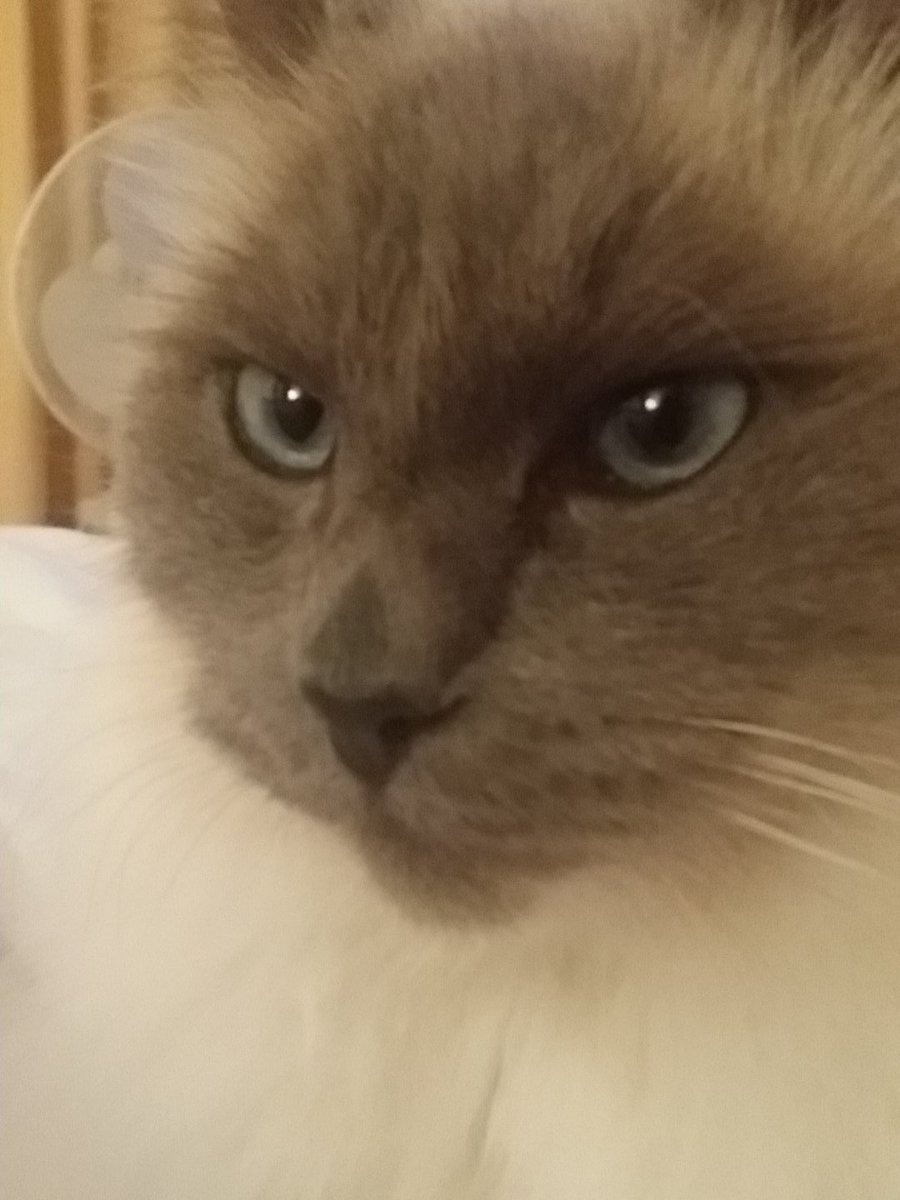 drDBHG's tweet photo. #BrusselsLockdown https://t.co/vr4pPye1kI
