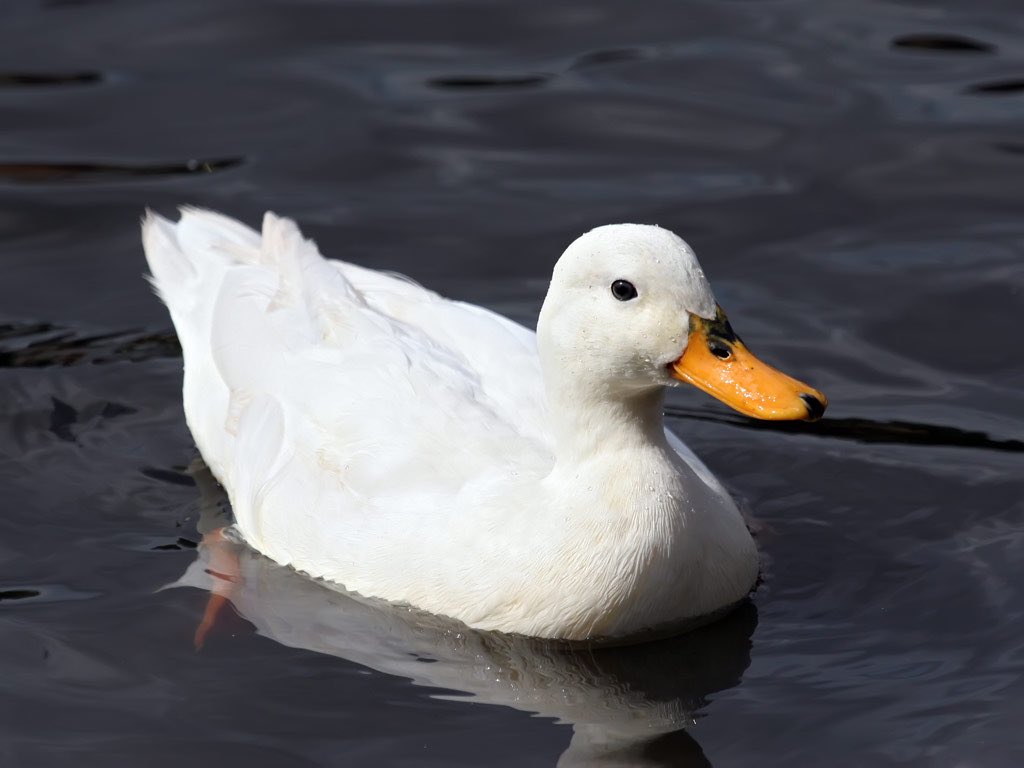 HighRubberDuck's tweet photo. @johnkriesel I see no issue sorry https://t.co/D7ogDr91bq