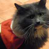 ChrisMediaSpace's tweet photo. Looked a bit shaky for a while there...was down to my last cats in Christmas costumes folder  #BrusselsLockdown https://t.co/4kKa7xmpEK