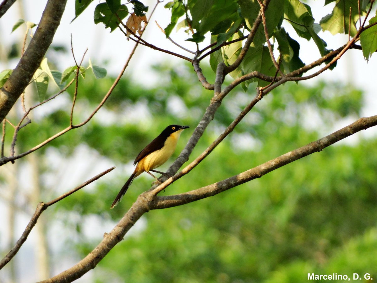 Birds of #Brazil: Black-capped Donacobius. #Aves do Brasil: Japacanim
#Birds #birding #Tocantins #Animais #Nature