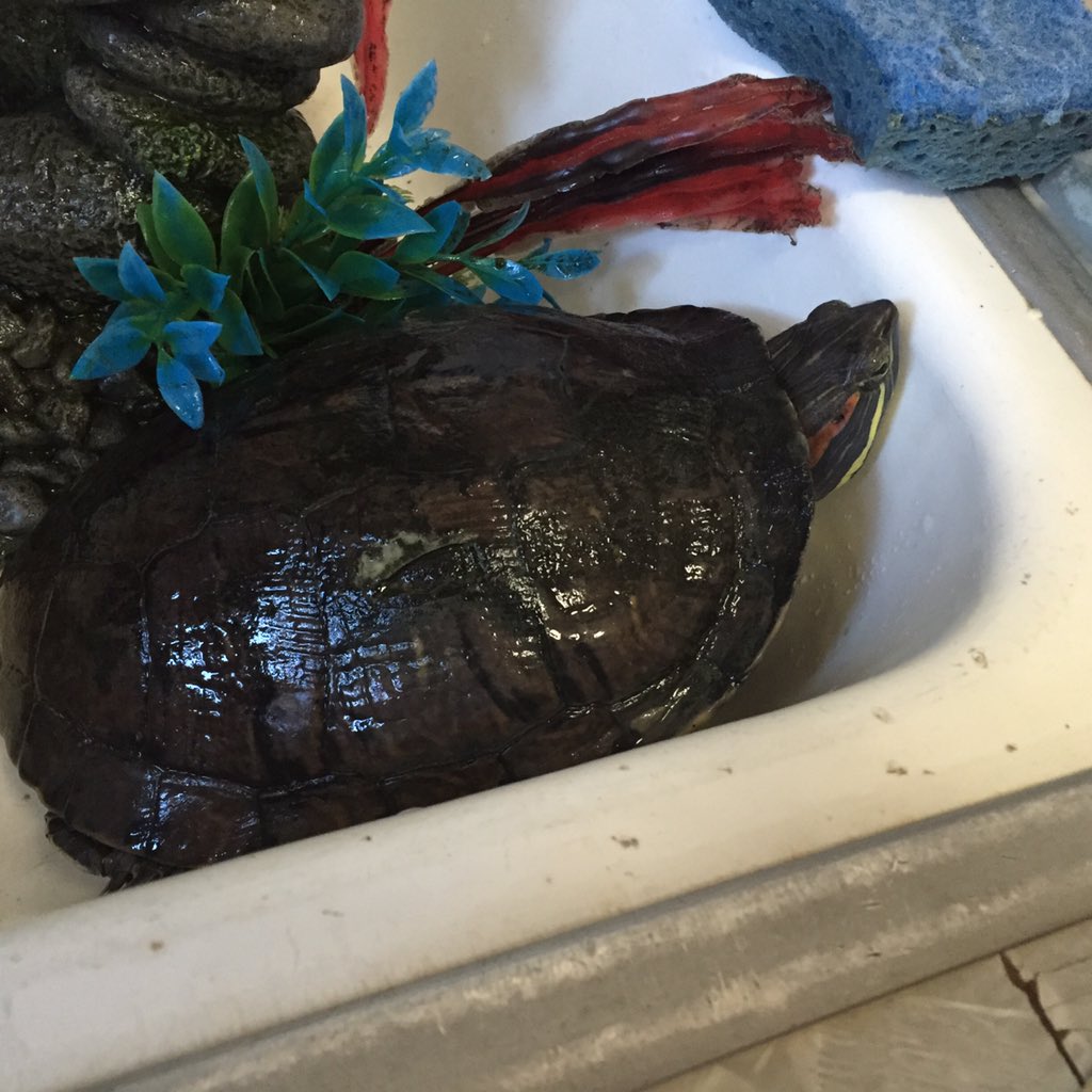 Karlawthak's tweet photo. Giving @arctic_piper 's #redearedslider Tsavilla a sink bath. She was a very dirty girl! #aquaticturtle https://t.co/WvkpKX5VUh