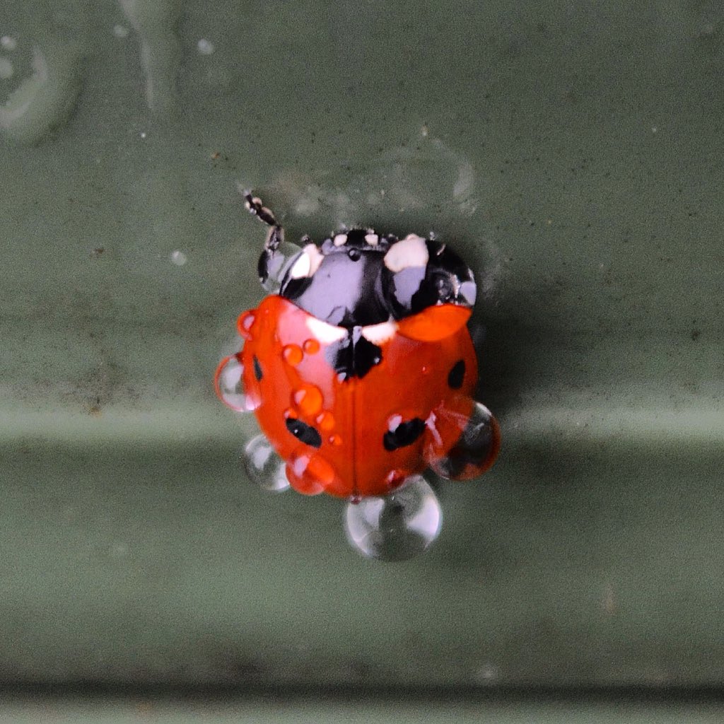 DrummerBoy2112's tweet photo. A beautiful ladybug, bejewelled with water droplets, chilling on the compost bin. https://t.co/tQj7MSyHJb