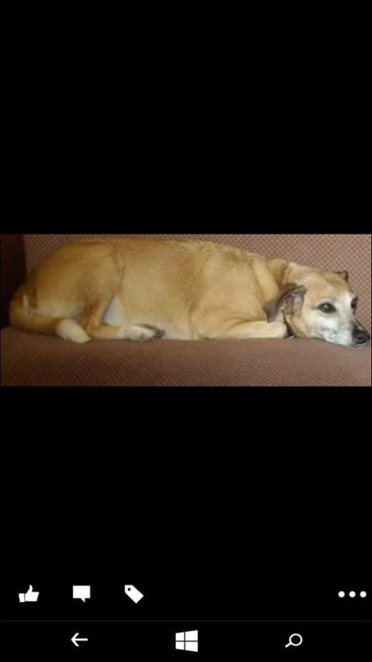 findmurphyhusky's tweet photo. Poor Old Benji 16 years old, Deaf nearly blind and still missing for Bradford. https://t.co/wlckX2kLzM 07864649029 https://t.co/HXMHZbKsoD