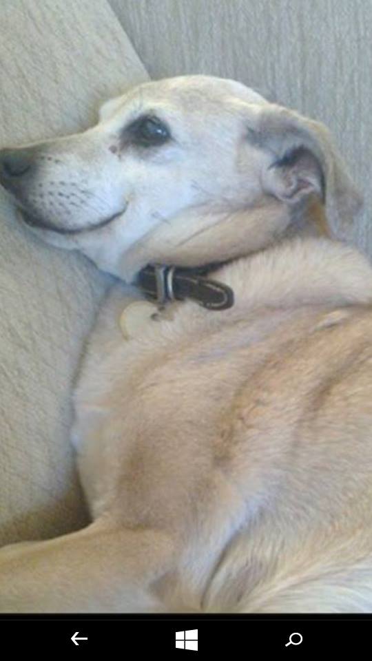 findmurphyhusky's tweet photo. Poor Old Benji 16 years old, Deaf nearly blind and still missing for Bradford. https://t.co/wlckX2kLzM 07864649029 https://t.co/HXMHZbKsoD