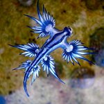 天然の宝石ともいえる【ブルードラゴン】の造形が美しぎる!