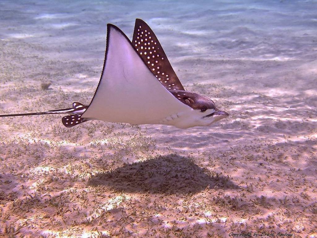 ParadiseCoveStt's tweet photo. bg_underwater shares: Photo by Ernst Andres -- Tag your photos #bg_underwater #uw #uwlife #uwpics #underwater #uwph… https://t.co/ns0aqC3t0z