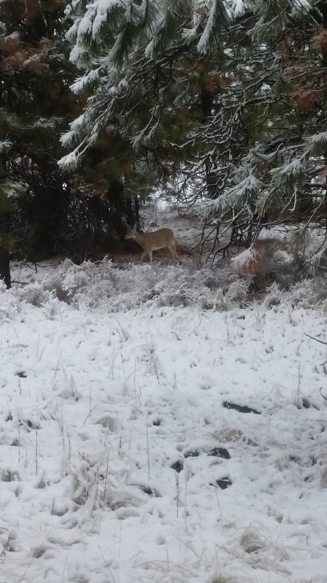 logman90's tweet image. Hunting last weekend. Does let me just walk up to them