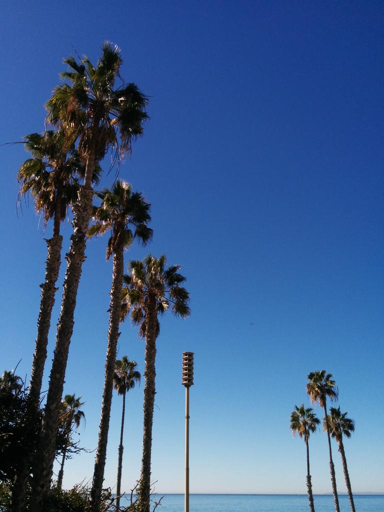 AllanManangan's tweet photo. That is not a palm tree. You coast dwellers should know exactly what it is! https://t.co/Fm5qfVQD95