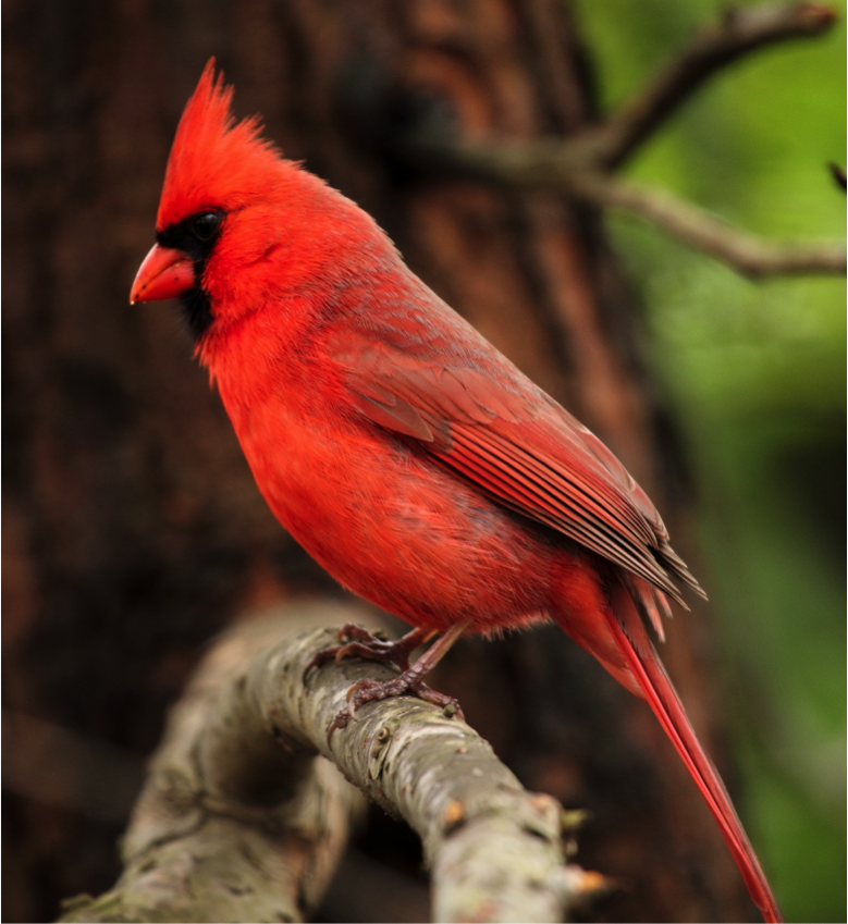 PenningtonBirds's tweet photo. The Northern Cardinal is so beloved, it's the state bird for seven states! #birding #trivia https://t.co/t2FdPYZrYf