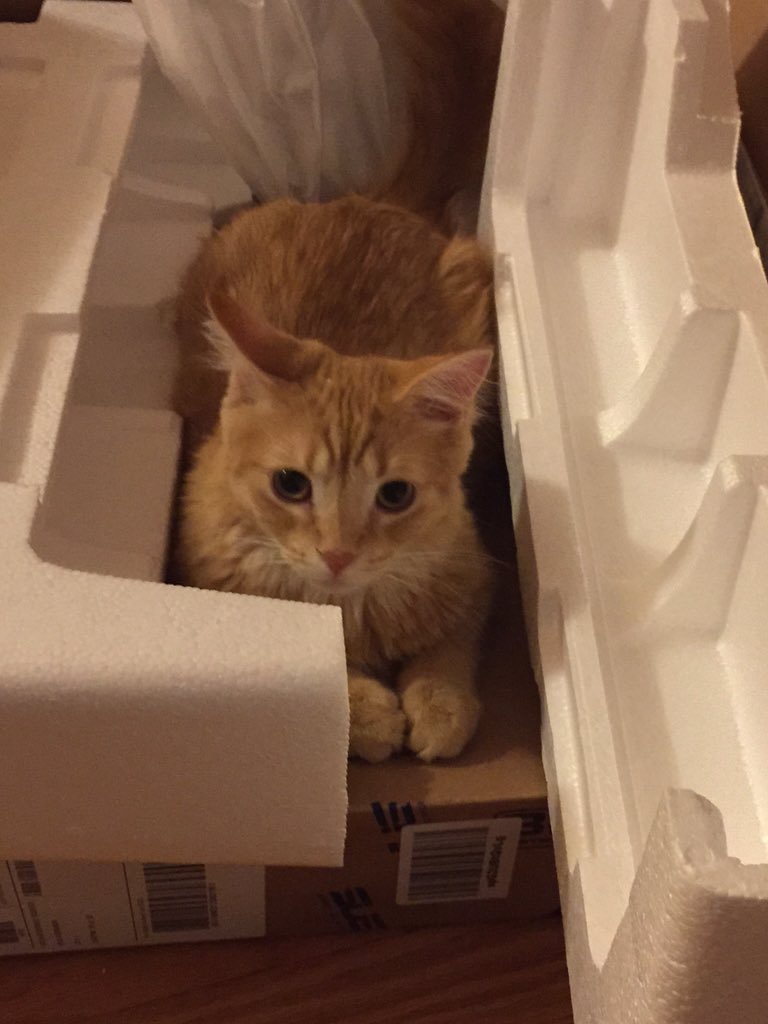 RyeTheCat's tweet photo. @amazon thanks for bringing me this box! https://t.co/V9wCsdrsx6