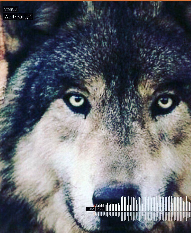 SamStng's tweet photo. @SoundCloud #WolfParty1 #Stng08 #Trapmusic https://t.co/UTrNo88Oew