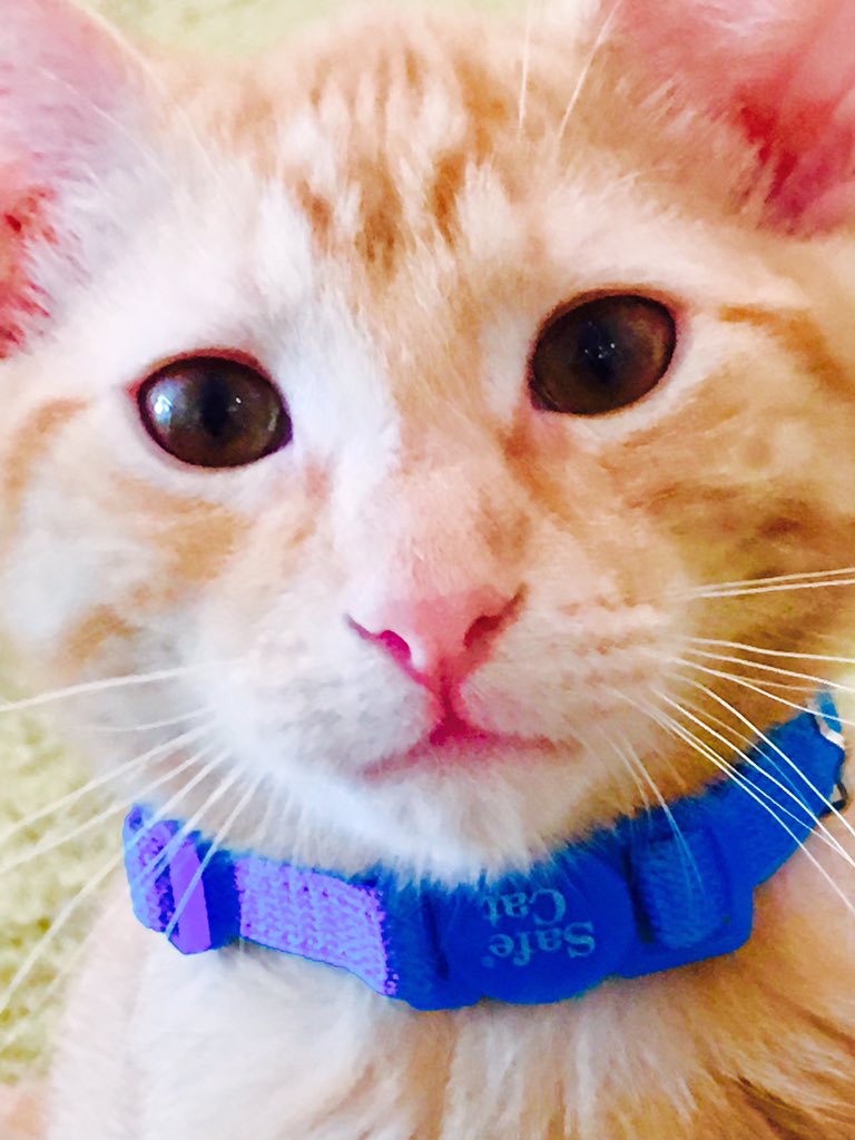 travelswithcats's tweet photo. Adopt this amazing guy at @KitTea_SF 🐾😸🐾😸 #catsoftwitter #cats #cutecates https://t.co/HxNBAemuWT