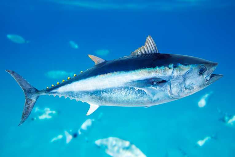 Protect vulnerable fish species like bluefin tuna by choosing #OceanWise #sustainable seafood for your next meal