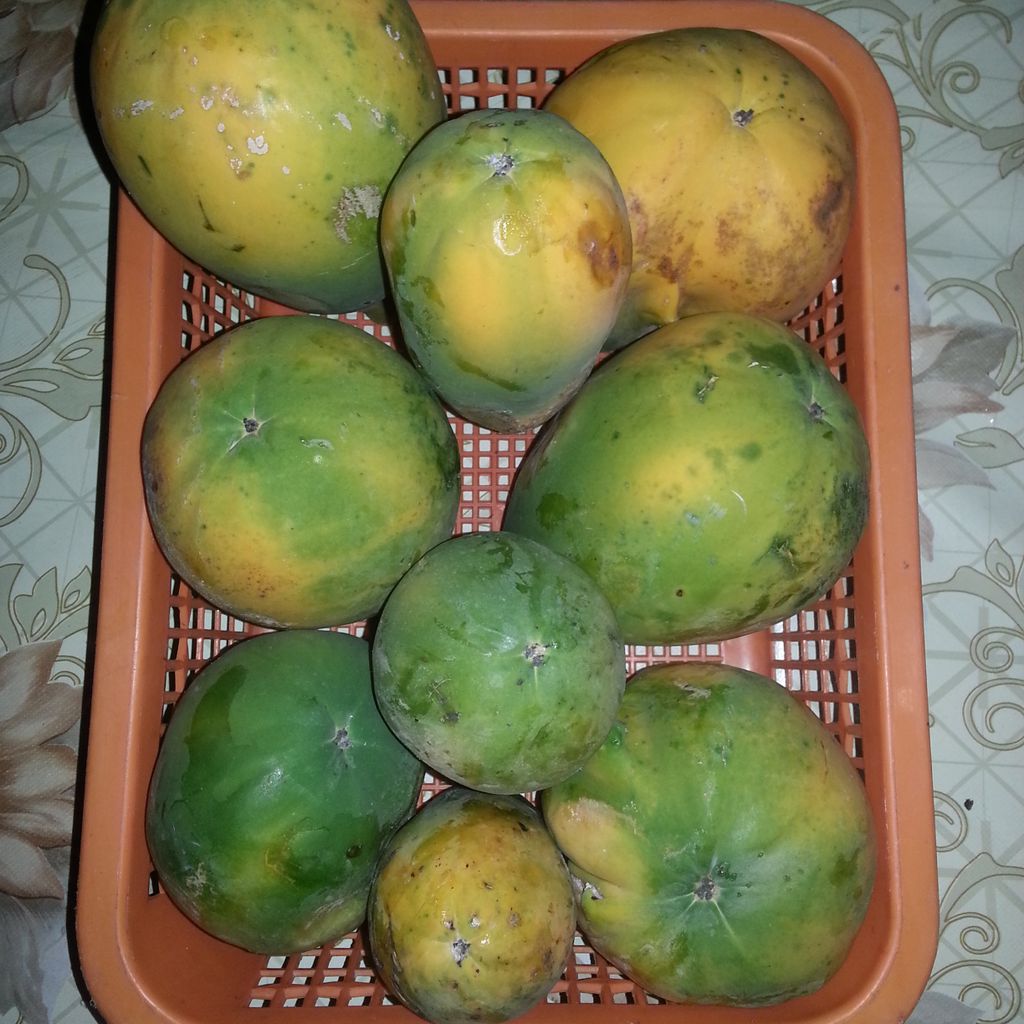 aronvirtudazo1's tweet photo. making myself ready for this! so many papaya shake for me to make! #ilovepapaya https://t.co/yv0Mks60J1
