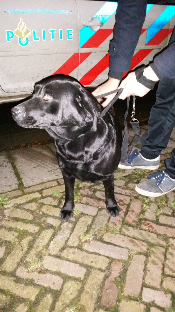 Een zwarte labrador aangetroffen in #buitenpost zonder eigenaar. Weet u waar deze hond thuis hoort? Bel 0900 8844