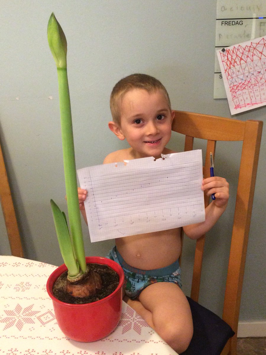 arvestad's tweet photo. My wife suggested we study the growth of our amaryllis. Daily science moment for son. Note the constant progress! https://t.co/MXfeDbroSJ