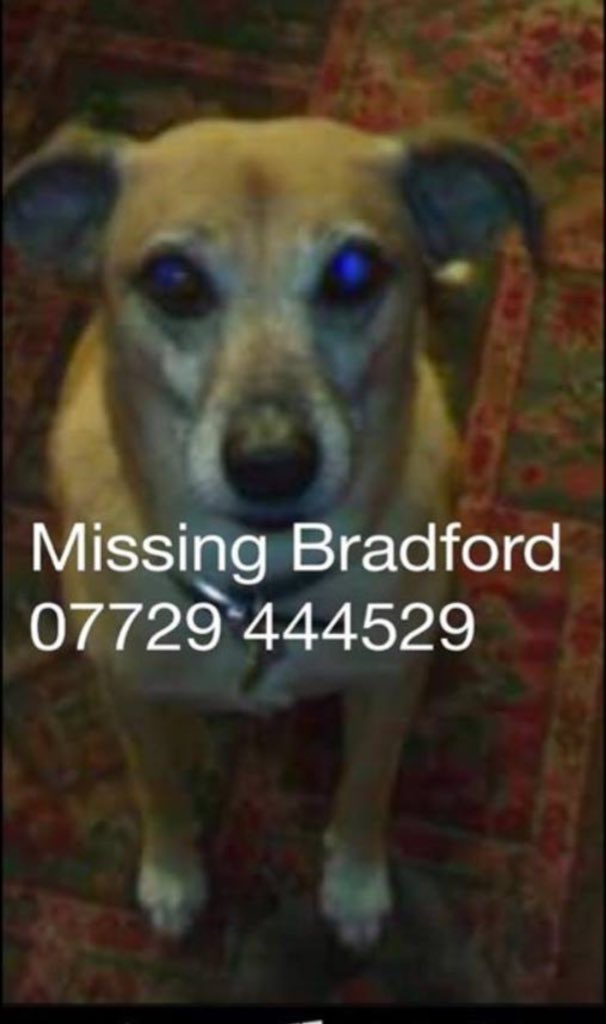 miss_vertonghen's tweet photo. @claraloo
PLEASE RT FOR BENJI
#GetBenjiHome https://t.co/X6JvhSUrj6