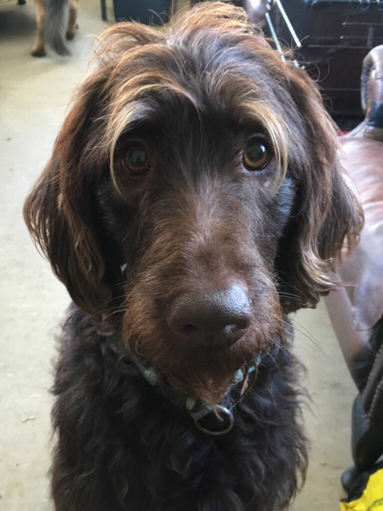HelpingDogPaws's tweet photo. The beautiful Harry has successfully found his forever home https://t.co/Y6MimBGjAl