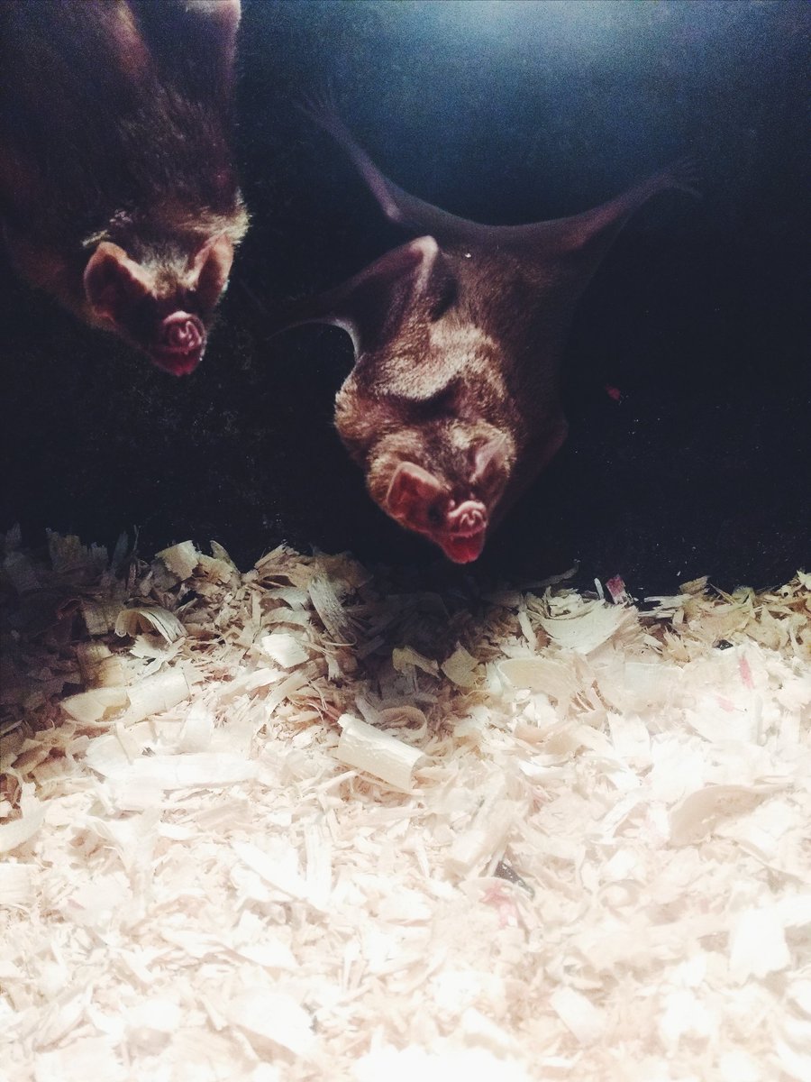 danielhkwan's tweet photo. Vampire bats @ROMtoronto #VSCO @OSSC_Outreach https://t.co/dKPsdqo8Bt