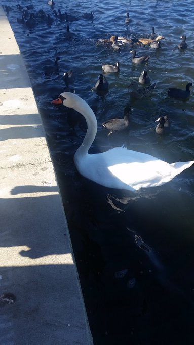 There's a Swan! Balboa park is coming up in the world lol #thevalley https://t.co/j7duYeiIgQ<a href="/tag/thevalley"class="tags"><span>#thevalley</span></a>