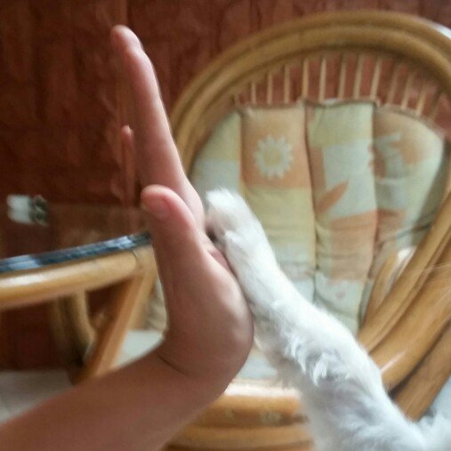 PikuraApp's tweet photo. 🚶🐕 https://t.co/rW20x6DjyS