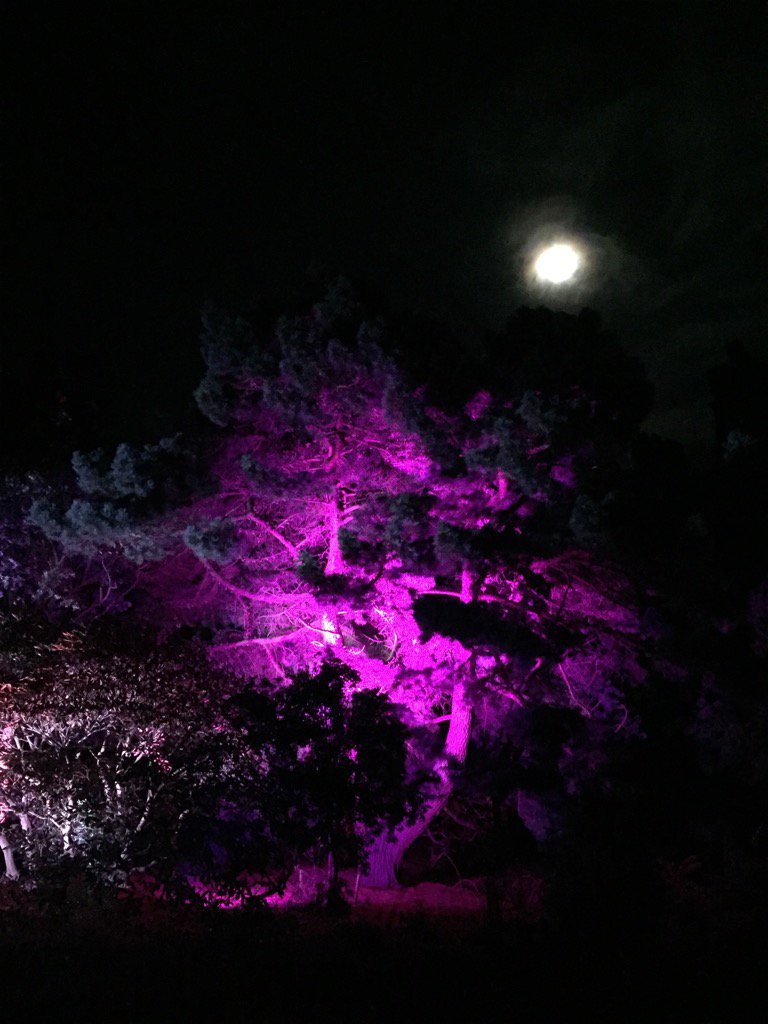 kennymack07's tweet photo. #BLsummer @BotanicLights https://t.co/RrvtBDGWZq