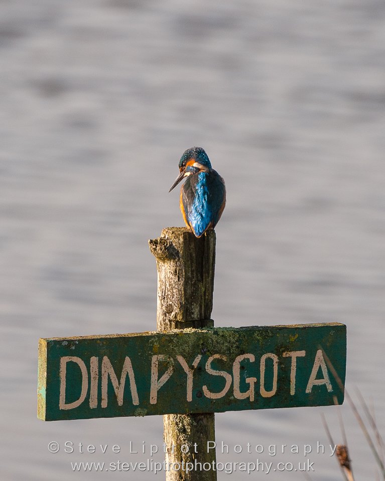 slippy1964's tweet image. A NON Welsh speaking kingfisher!! @WWTworldwide @WWTLlanelli @wildlife_uk #nofishing