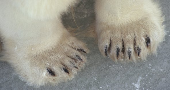 PolarBears's tweet image. #ScienceSunday: #PolarBears have special pads on bottom of paws called papillae to keep them from slipping on ice.
