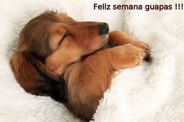 montserrat237's tweet image. Buenas noches guapísimas @lorenagcarbajal @ladyhalcon2012 @MReyesRamon Dulces sueños ;-)