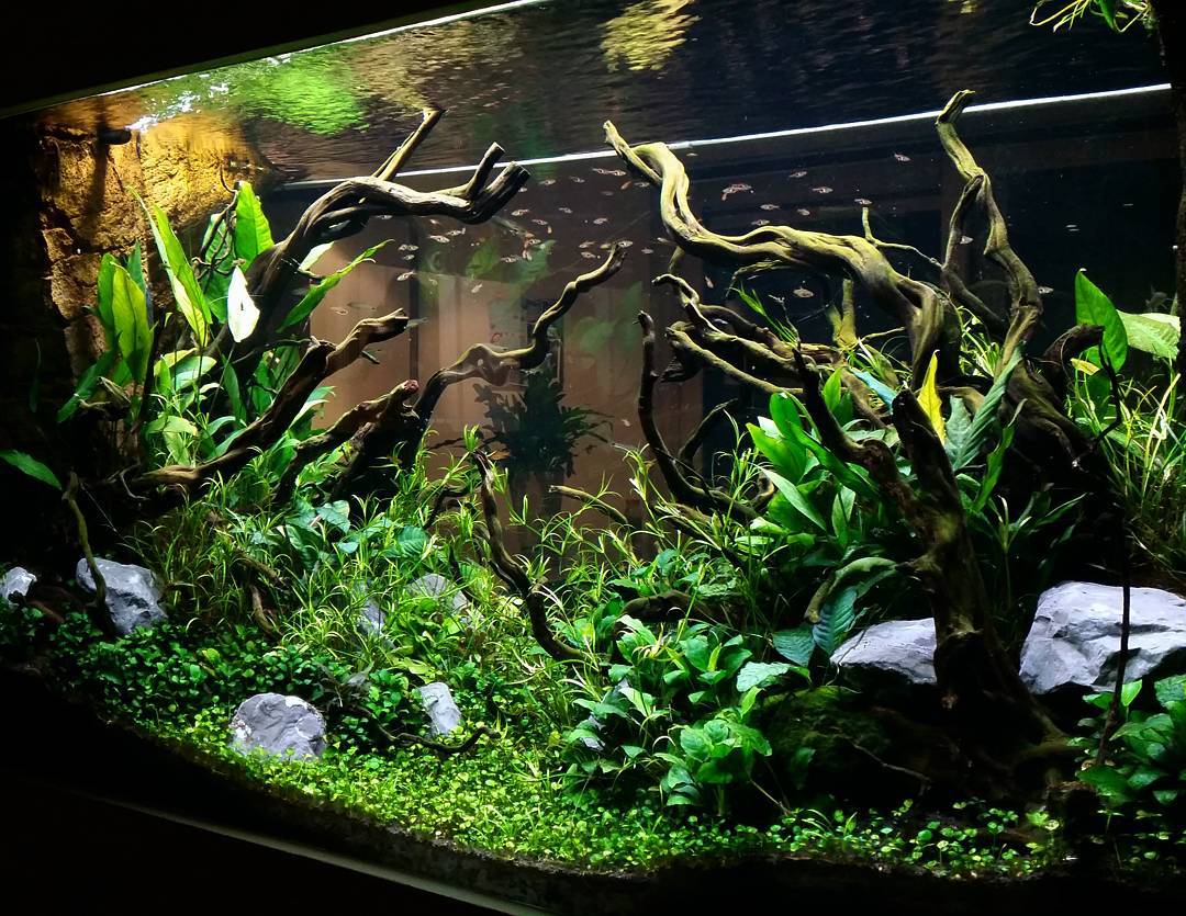 Pysgod_'s tweet image. I love this tank!!! GreenLand - Aquaflora #FAAO #Aquaflora #Aqvainnova #Aquascaping #ELOS by @faaoaquascaping in In…