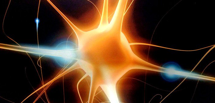 PsyPost's tweet photo. A newly discovered signaling molecule helps neurons find their way in the developing brain  https://t.co/iRXfgj60W3 https://t.co/y9jHVmlycA