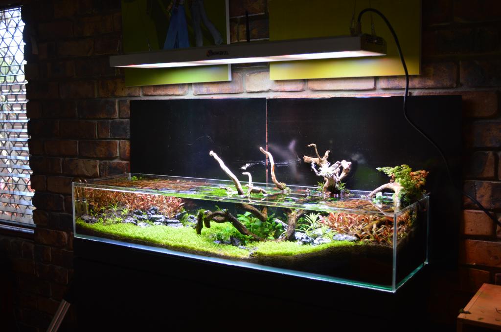 KindBulbs's tweet image. Our Malibu LED aquarium lights aren't just for saltwater tanks! KindBulbs.com #reeftank #freshwater #tank