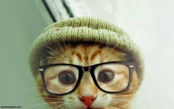 CdricFlin's tweet photo. Allez je m'y mets, pensées pour les voisins! Ils ne nous auront pas, mais on aura tjs les chats #BrusselsLockdown https://t.co/MVv7PjzL63