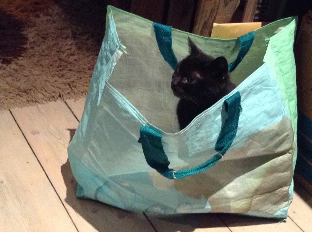 Karen_MDD's tweet image. Our contribution #BrusselsLockdown #Poozer