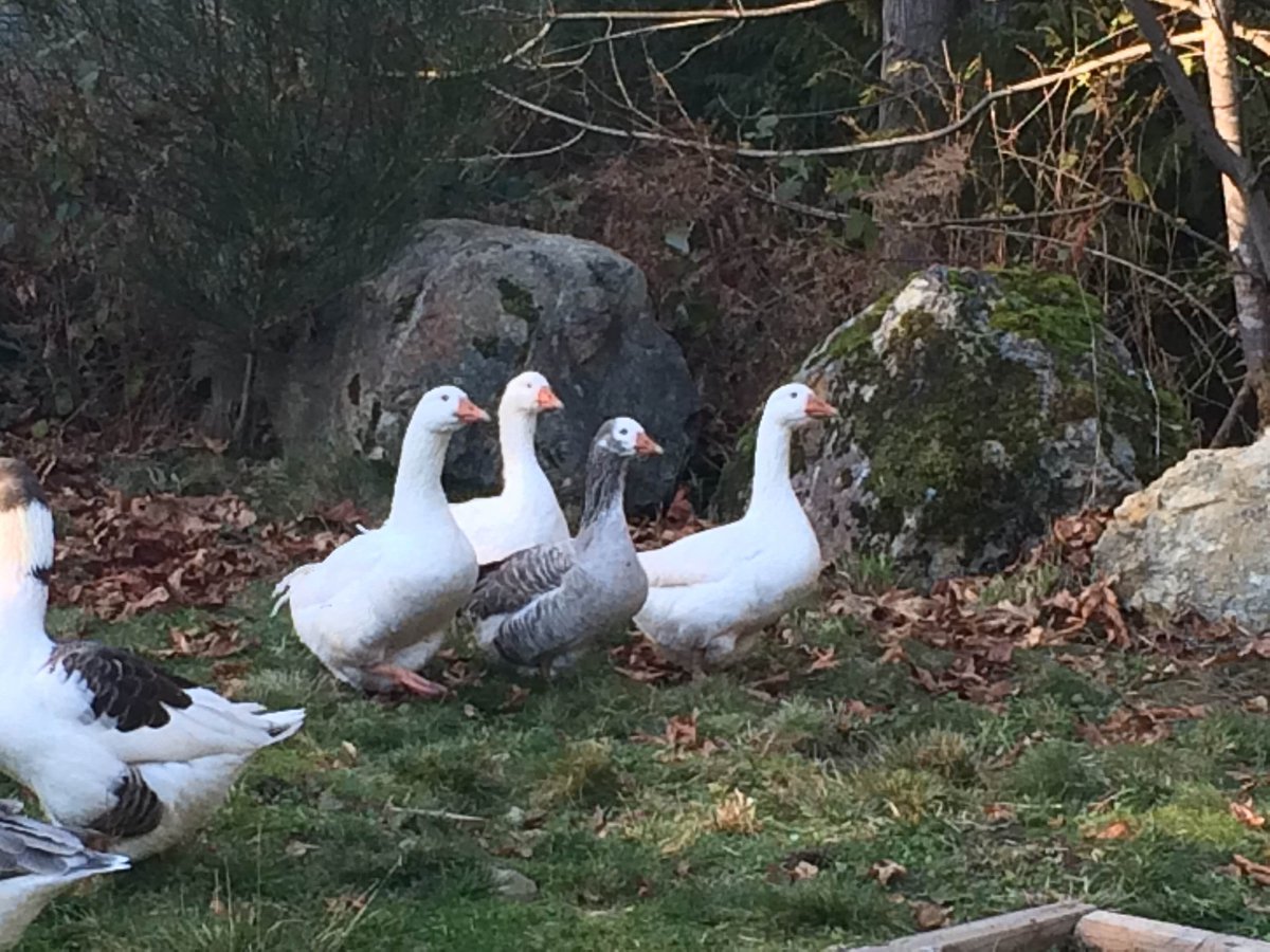 All the geese have found their forever homes!